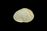 藏品(扁舟螺)的圖片